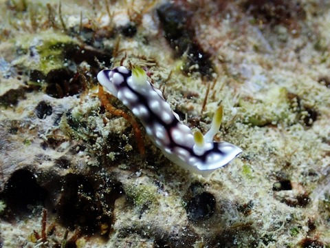 P6290019 (640x480)