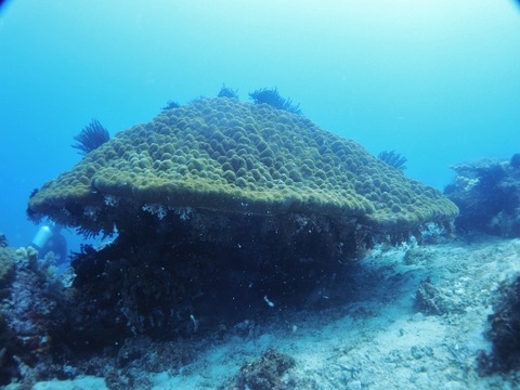 P3060025 (640x480)