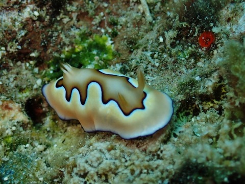 P8220488 (640x480)