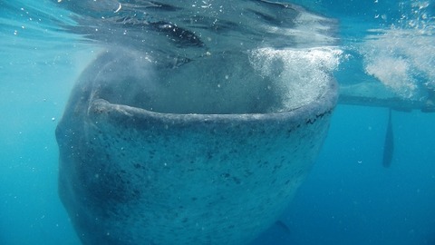 P7200292 (640x360)
