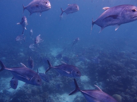 P2072090 (640x480)