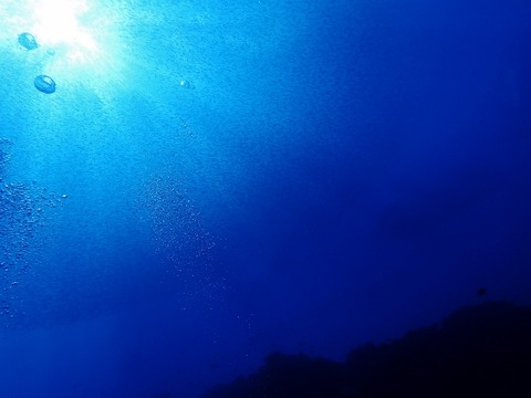 P5150004 (640x480)