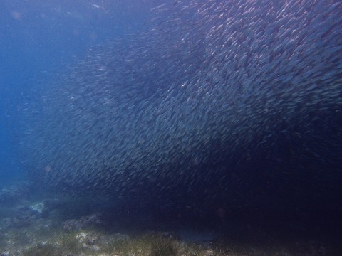 P2252455 (640x480)