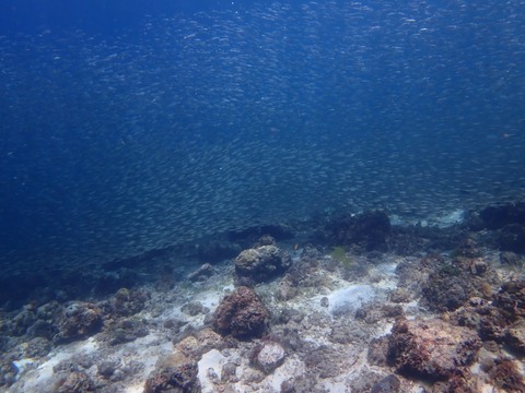 P6150038