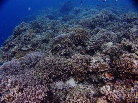 PB218495 (640x480)