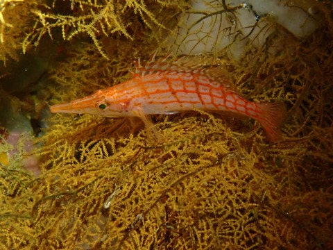 P8190026