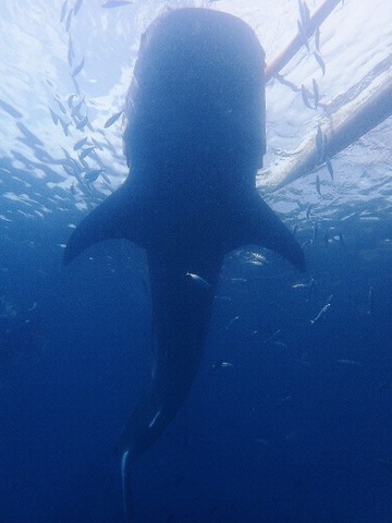 P1130053 (480x640)