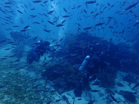 PA230131 (640x480)