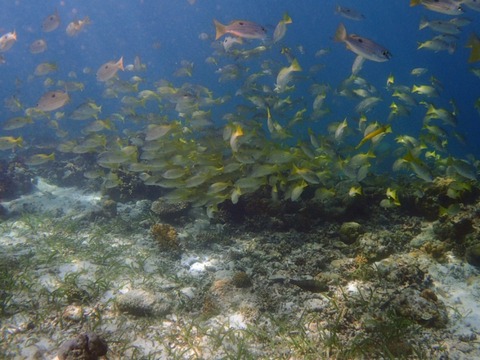 Messenger_creation_7A2C6425-CA10-4181-8E55-CF275D07D89B