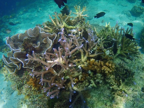 Messenger_creation_890E2A3E-B8C0-4BBD-A5B9-77E926FFE15F