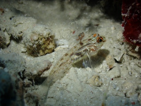 P6040006