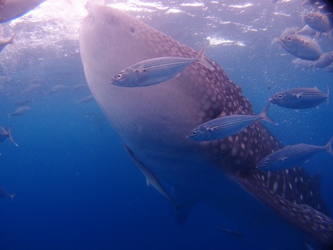 P8079323 (640x480)