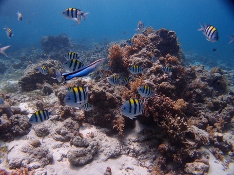 PA253275 (640x480)
