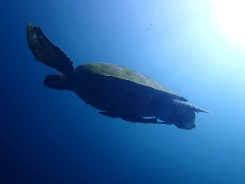 Messenger_creation_85E05EF0-FE92-44F3-8E73-EBAF084D9E83