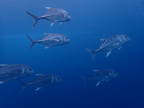 P1120061 (640x480)