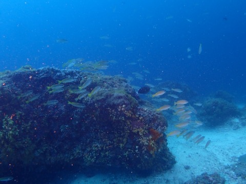 P8010004_1