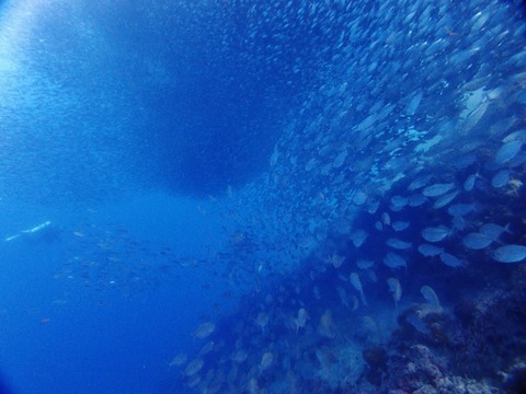 P1012318 (640x480)