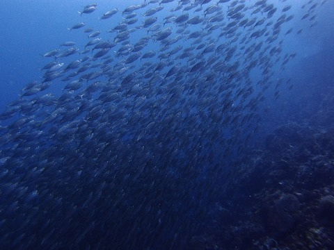 PA257530 (640x480)