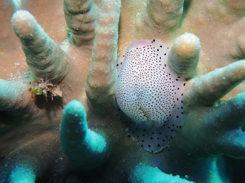 P7250168 (640x480)
