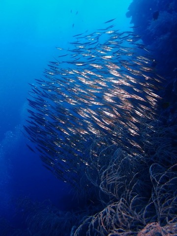 P1017354 (480x640)