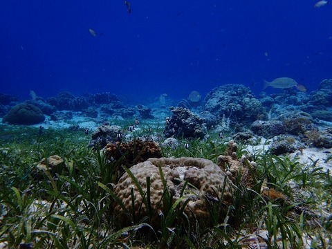 P5030475 (640x480)