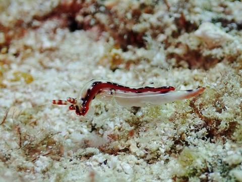 P1030322 (640x480)