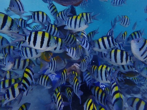 PB230035 (640x480)