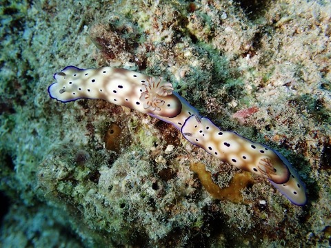 P6290074 (640x480)