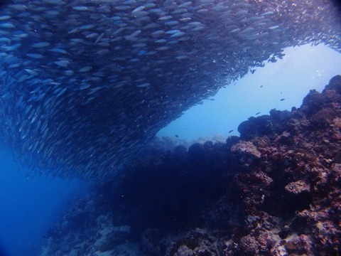 P1017969 (640x480)