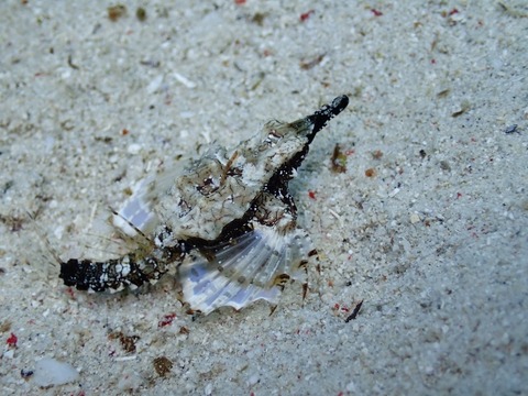 P7060066 (640x480)