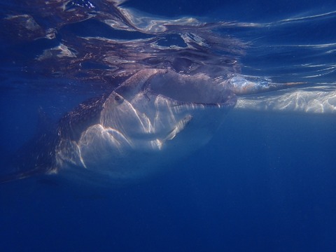 P3060005 (640x480)