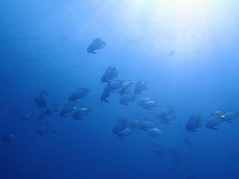 Messenger_creation_0EC0A8CB-F5CB-4457-8B97-6DC3CA9D8FF0