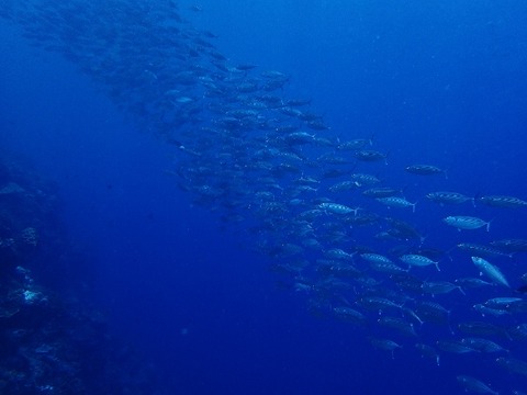 P5010247 (640x480)