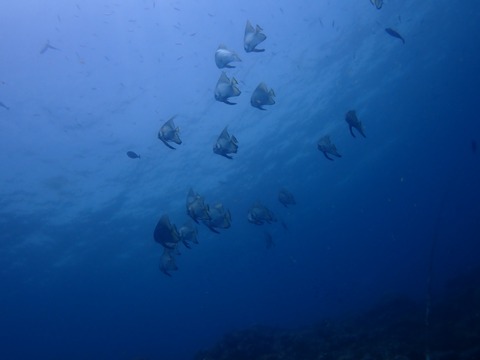 P8010044