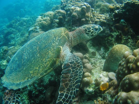 P1010013 (640x480)