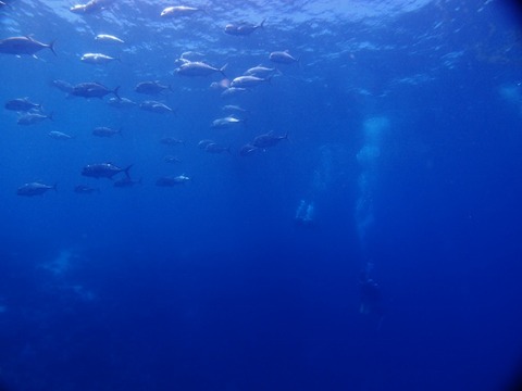 P4190195 (640x480)