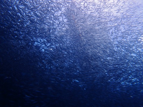 P1017085 (640x480)