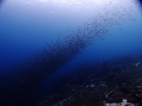 PA072638 (640x480)