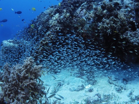 P8170187 (640x480)