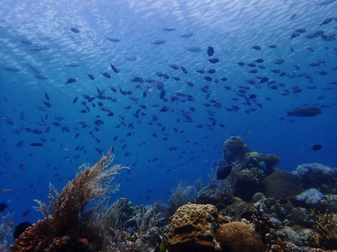 PB290084 (640x480)
