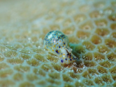 PB260407 (640x480)