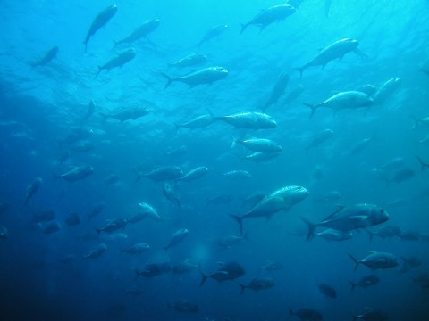 P1010014 (640x480)