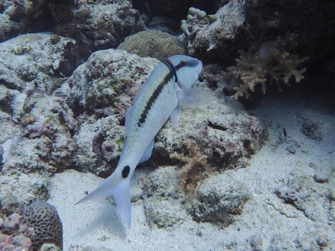 P8150186 (640x480)