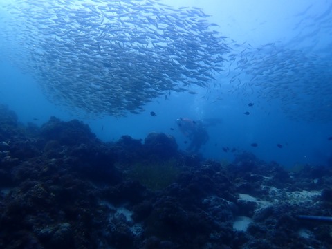 P9190035
