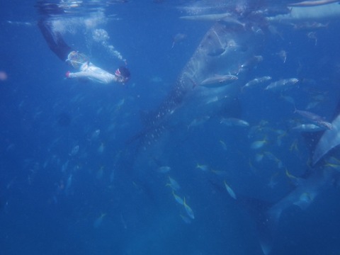 P8160083 (640x480)