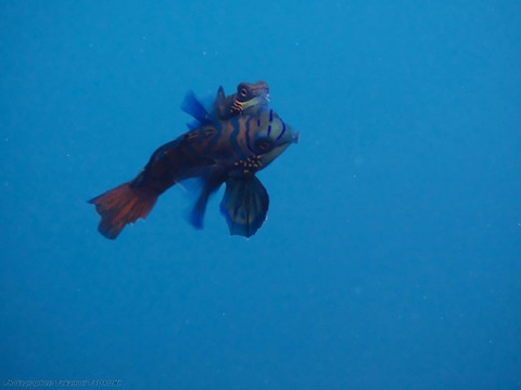 P2030820sxsq (640x480)