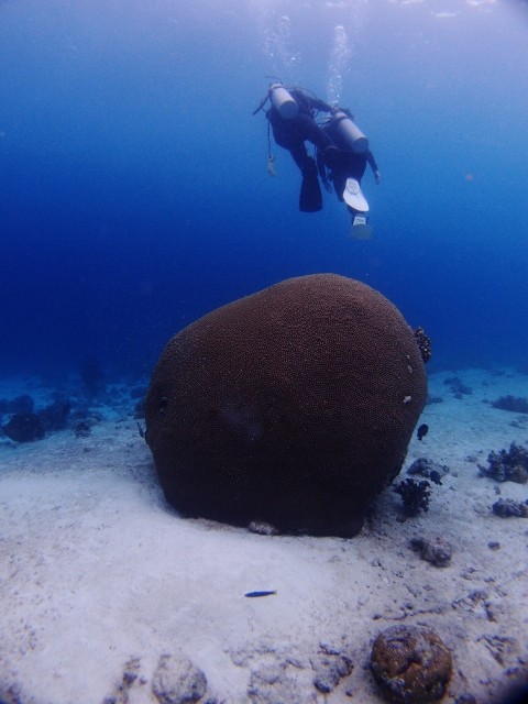 P8079374 (480x640)