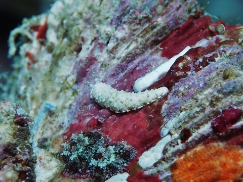 P3060126 (640x480)