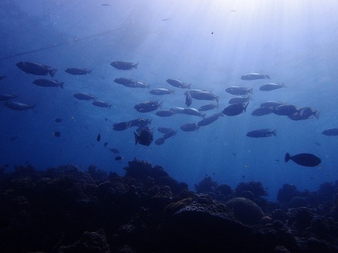 P2072060 (640x480)