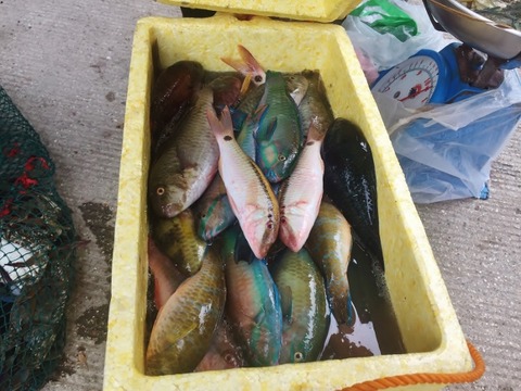 S__251363330 (640x480)